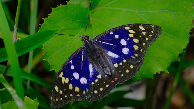 大紫蝶」の写真素材 | 305件の無料イラスト画像 | Adobe Stock
