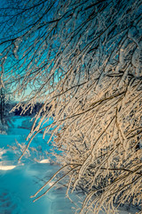 Bright winter landscape with trees in the forest at sunrise