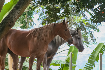 beautiful horse in a ranch in venezuela