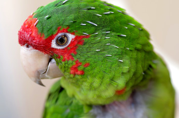 red-spectacled parrot