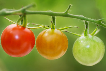 ripening cherry tomatoes on a branch