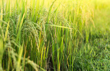 Ear of rice in Paddy field