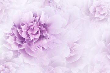 Floral white-pink background. Peonies flowers close-up on a transparent halftone light red...