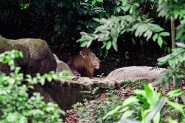 Male Lion resting in a lush environment surrounded by trees