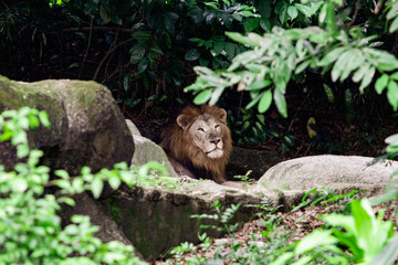 Male Lion resting in a lush environment surrounded by trees