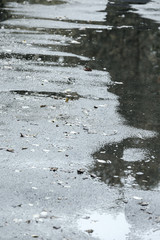 wet asphalt road after rain with yellow fallen leaves in autumn