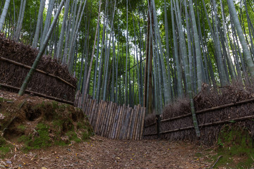 Fototapeta premium Bamboo Forest Japan