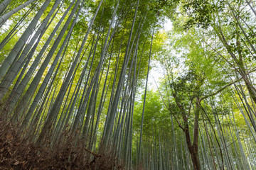 Obraz na płótnie Canvas Bamboo Forest Japan