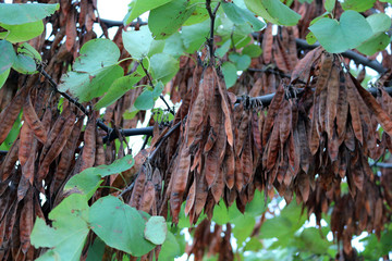 Crimson European, or Tsertsis European, or Judas tree - a tree or shrub family Legumes