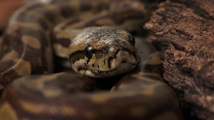 Closeup of young african rock python.