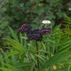 Elderberry bush in forest