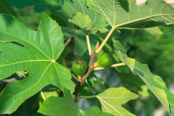 Green figs on the tree