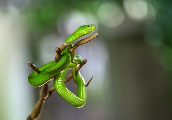 Green pit viper bites, hanging on a branch.