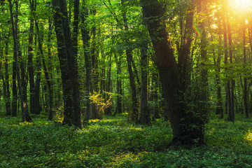 Fototapeta premium Słońce przebija się przez grube gałęzie drzew w gęstym zielonym lesie