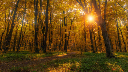 Sun beams through thick  trees branches in dense yellow autumn forest