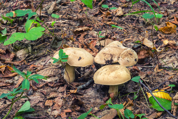 Mushroom in the forest