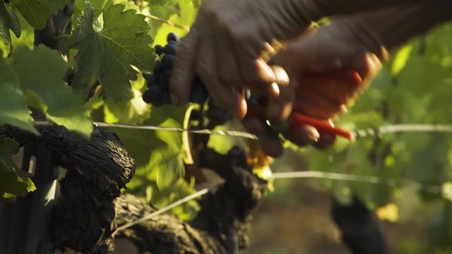 Handmade harvest with clippers.