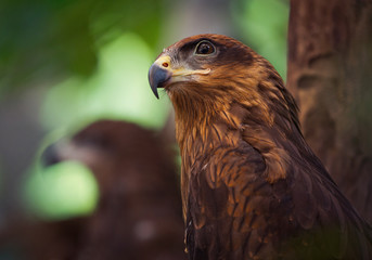 Portrait of a golden eagle.