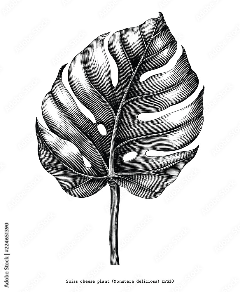 Wall mural monstera leaf hand draw vintage engraving clip art isolated on white background