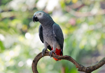 African Gray Parrot in the nature of the forest. © MrPreecha