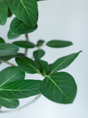 Naklejka premium 観葉植物ゴムの木のクローズアップ