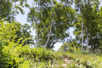 日本・菅平の自然
