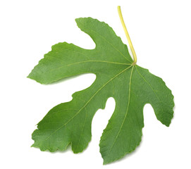Fig leaf isolated on white background. top view