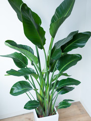 観葉植物オーガスタ