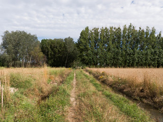 LANDSCAPE FOREST AND FARMLANDS