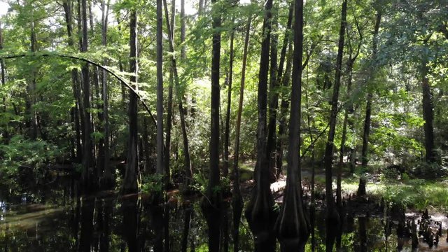Drone footage of a spooky swamp