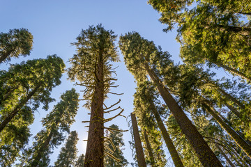 Tree tops at Yosemite