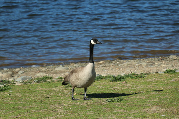 Naklejka na ściany i meble geese at the lake