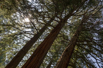 Sun through the tree tops