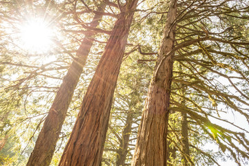 Fototapeta premium Sun through the tree tops