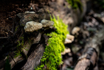 Mushroom and moss grow on timber in forest.