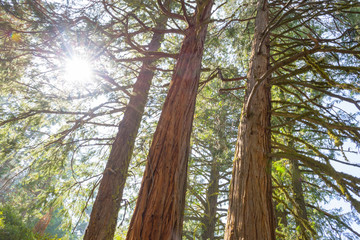 Sun through the tree tops