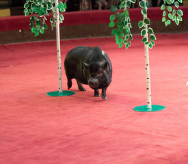 black pig runs between birches in circus