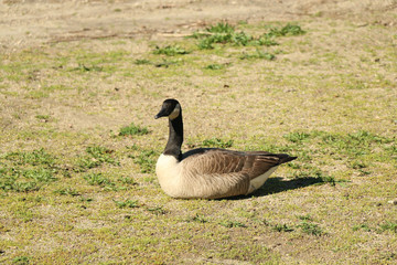 geese at the lake