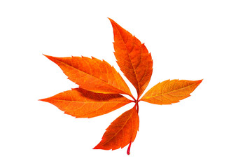 Autumn colors leaf, deep red, orange and brown, isolated on white background