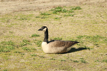 geese at the lake