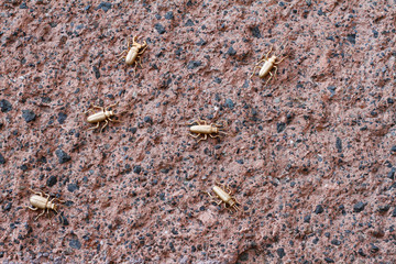 Toy gilded insects on a granite stone