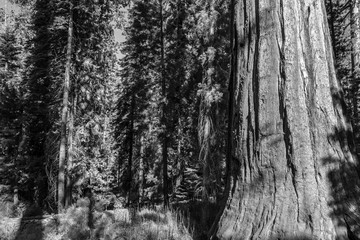 Fototapeta na wymiar Giant sequoias at Yosemite National Park