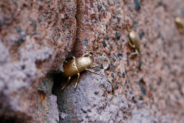 Toy gilded insect on a granite stone