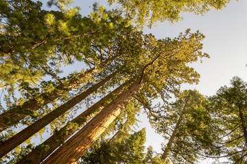 Giant sequoias at Yosemite National Park