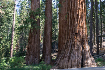 Obraz premium Bachelor and the three graces at Mariposa grove