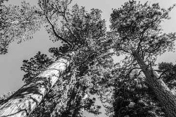 Giant sequoias at Yosemite National Park