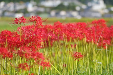 京都府亀岡市の彼岸花