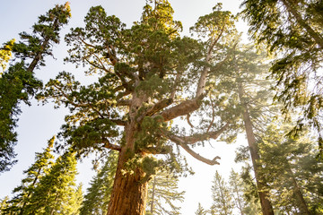 Grizzly giant is one of the biggest trees in the world