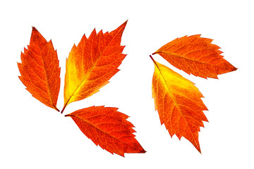 Autumn colors leaves collage, deep red and yellow foliage isolated on white background