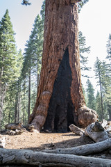 Grizzly giant is one of the biggest trees in the world